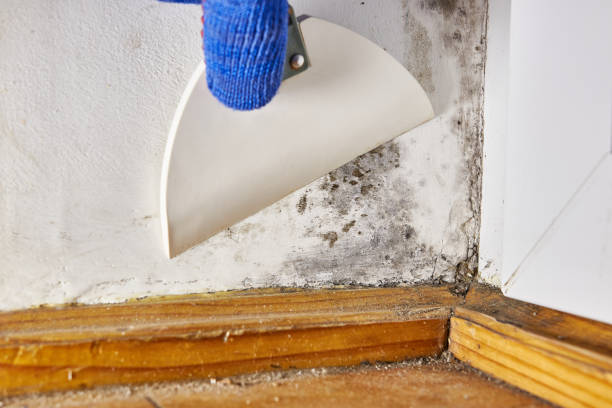  Rancho Laveras, CA Mold Removal Pros